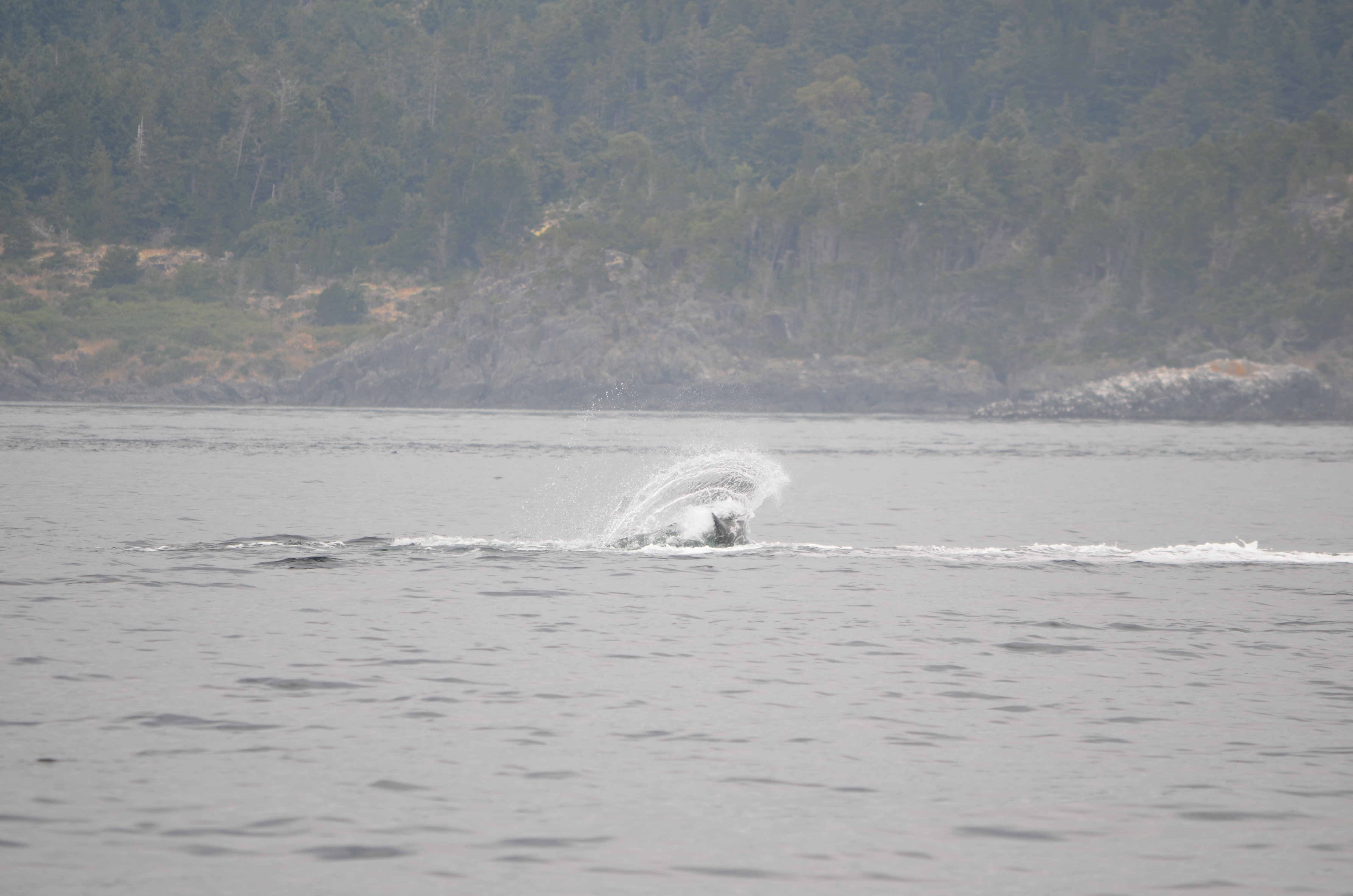photos/wildlife/Mammal_Species/Humpback Whale/DSC_0197.JPG